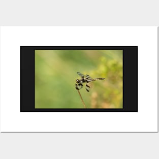 Dragonfly Pose Posters and Art